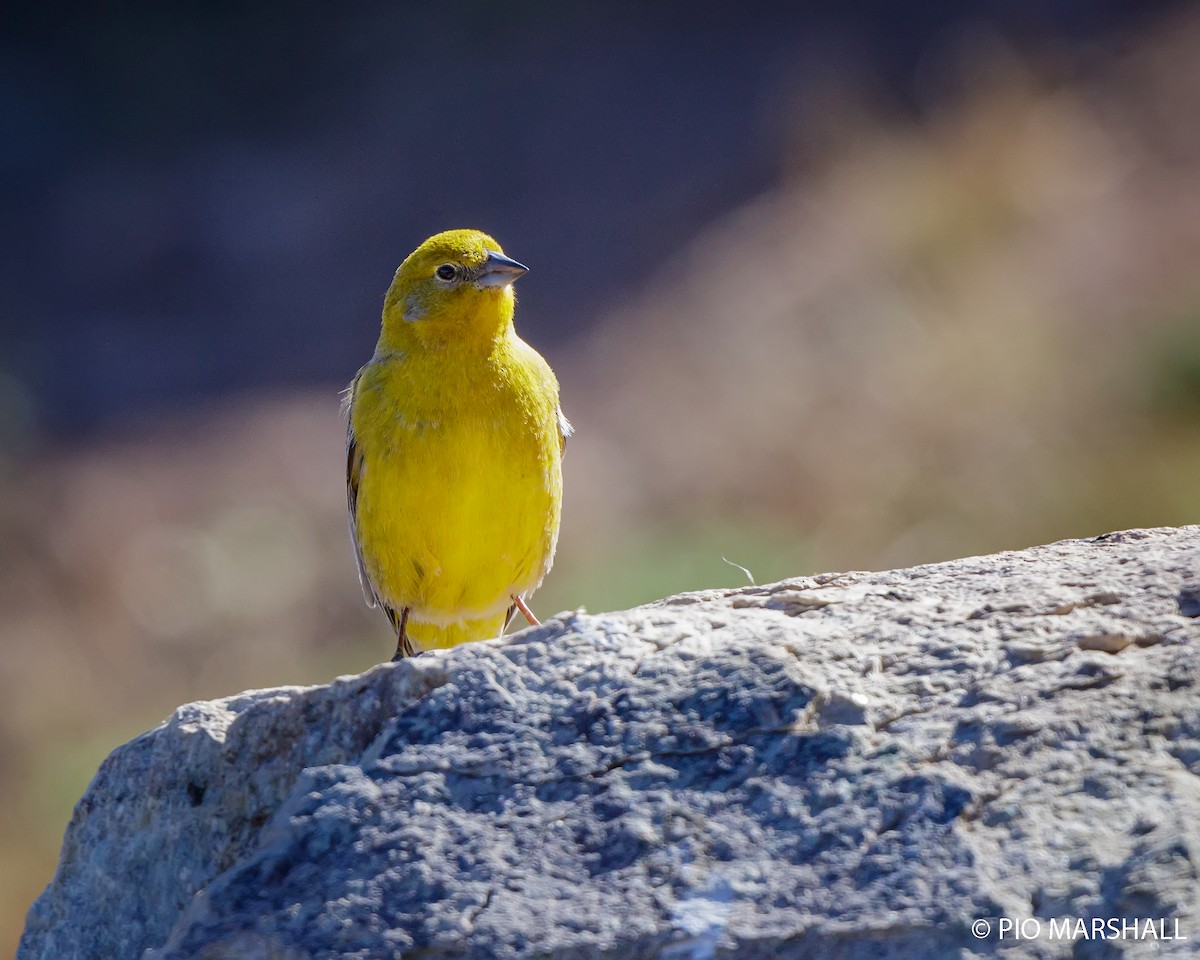 Greater Yellow-Finch - ML277827861