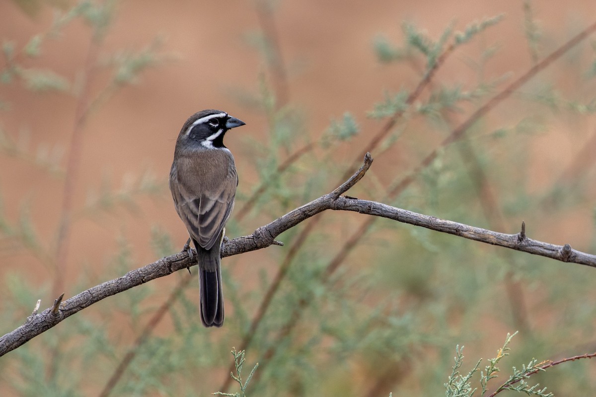 Black-throated Sparrow - ML277827891