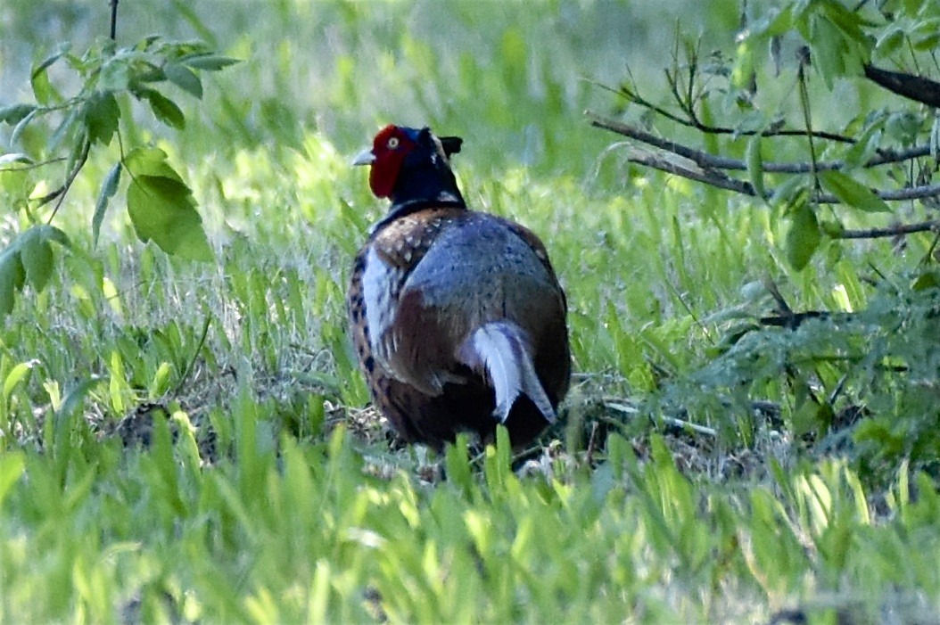 Ring-necked Pheasant - George Gibbs