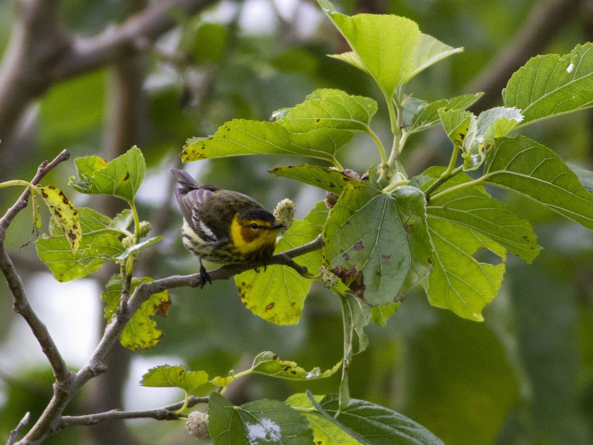 Cape May Warbler - ML27784121