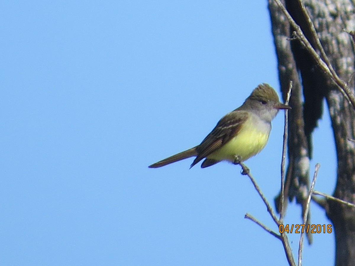 Great Crested Flycatcher - ML27784461