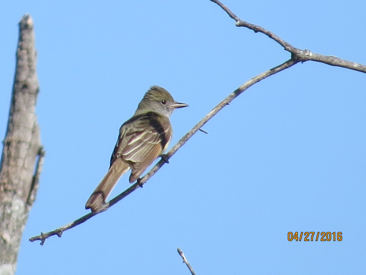 Great Crested Flycatcher - ML27784491