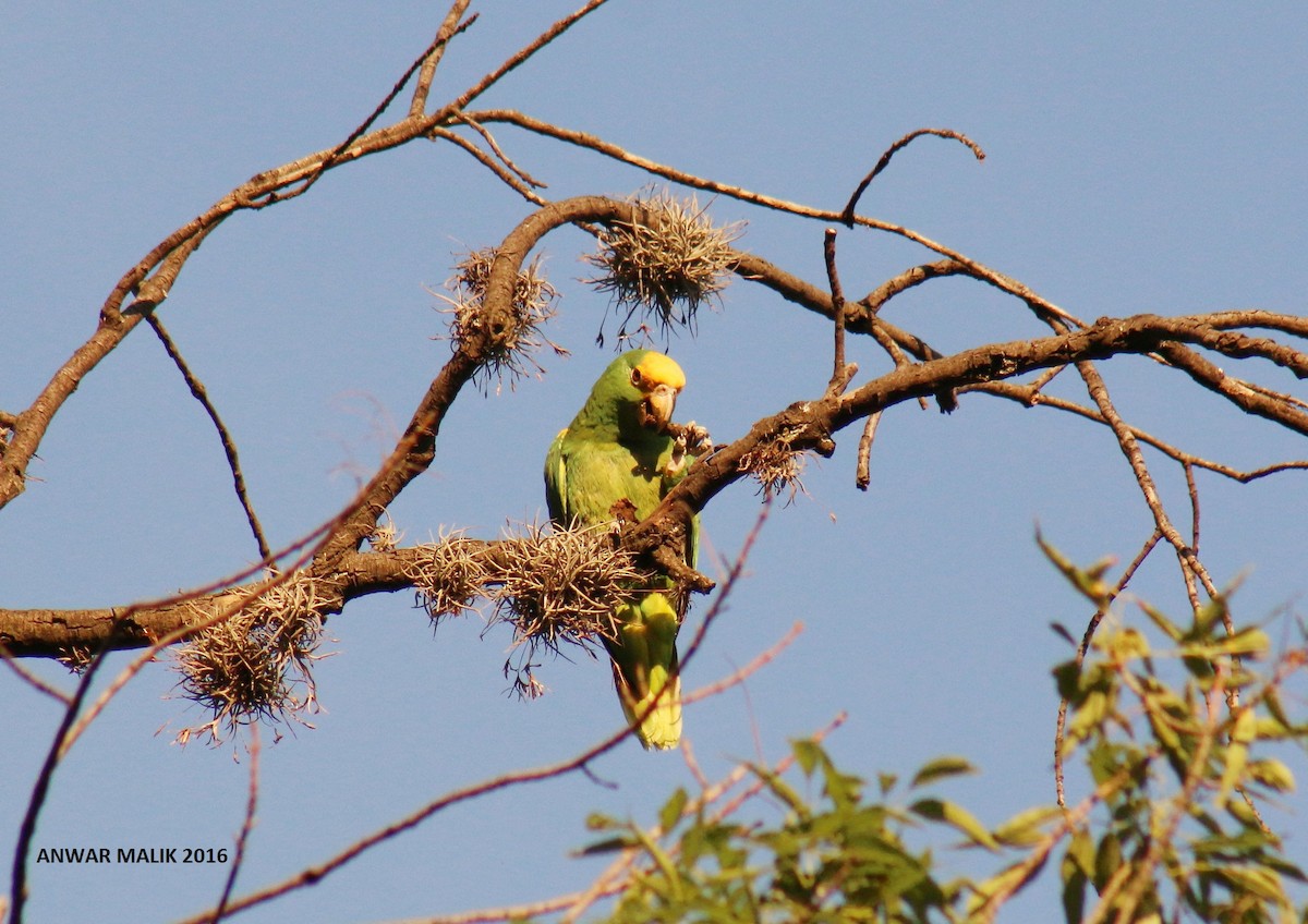 Yellow-headed Parrot - Anuar López