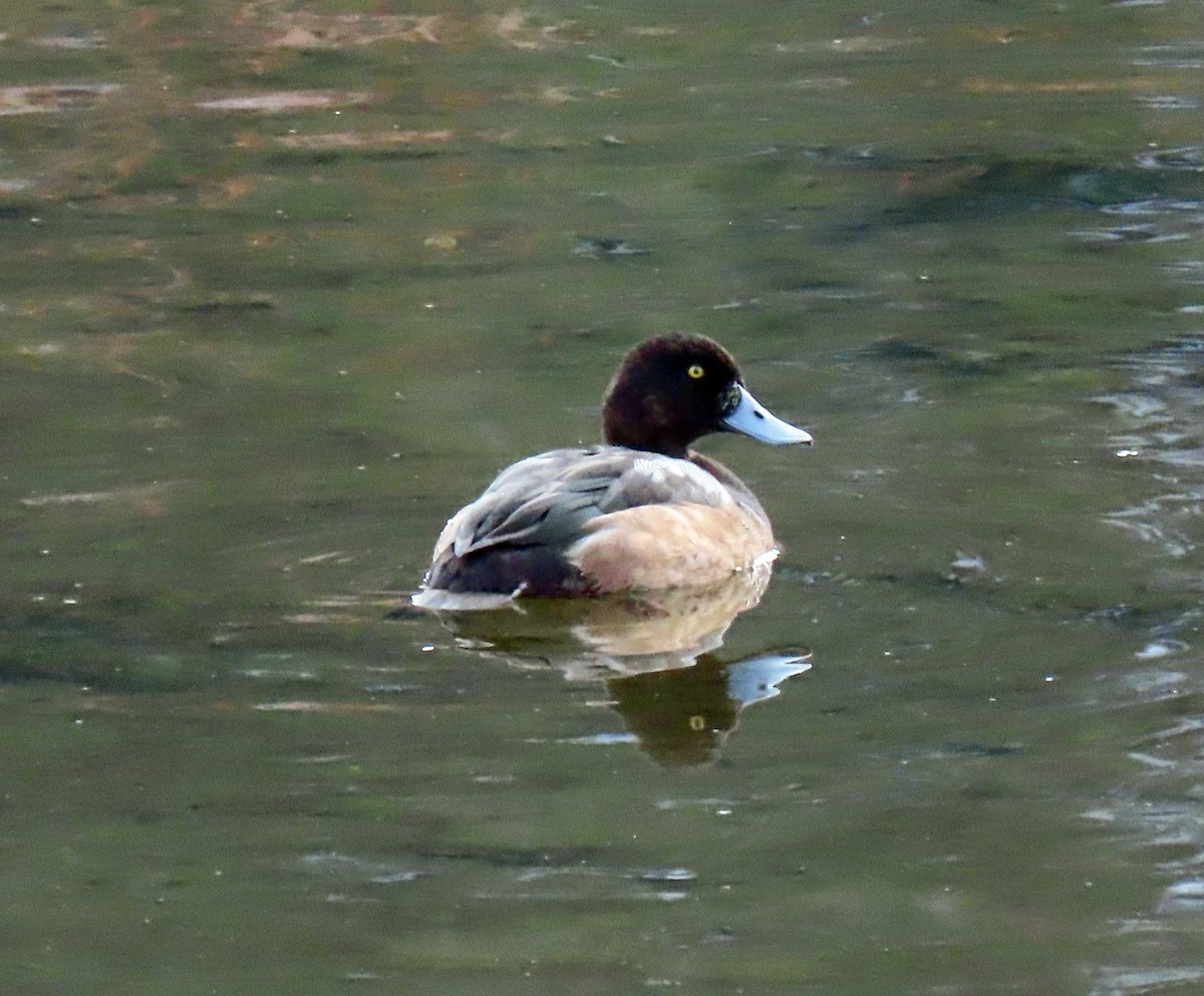 Greater Scaup - ML277851351