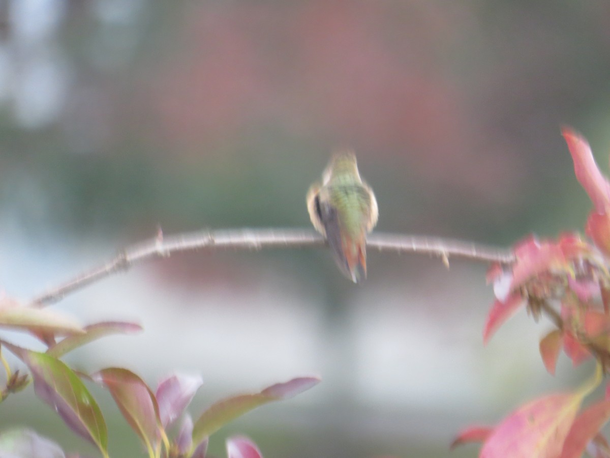 hummingbird sp. - James Trusky