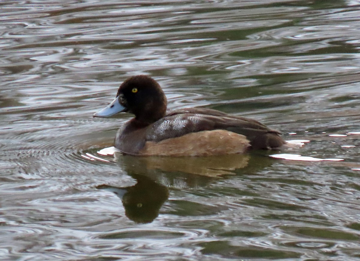 Greater Scaup - ML277851751