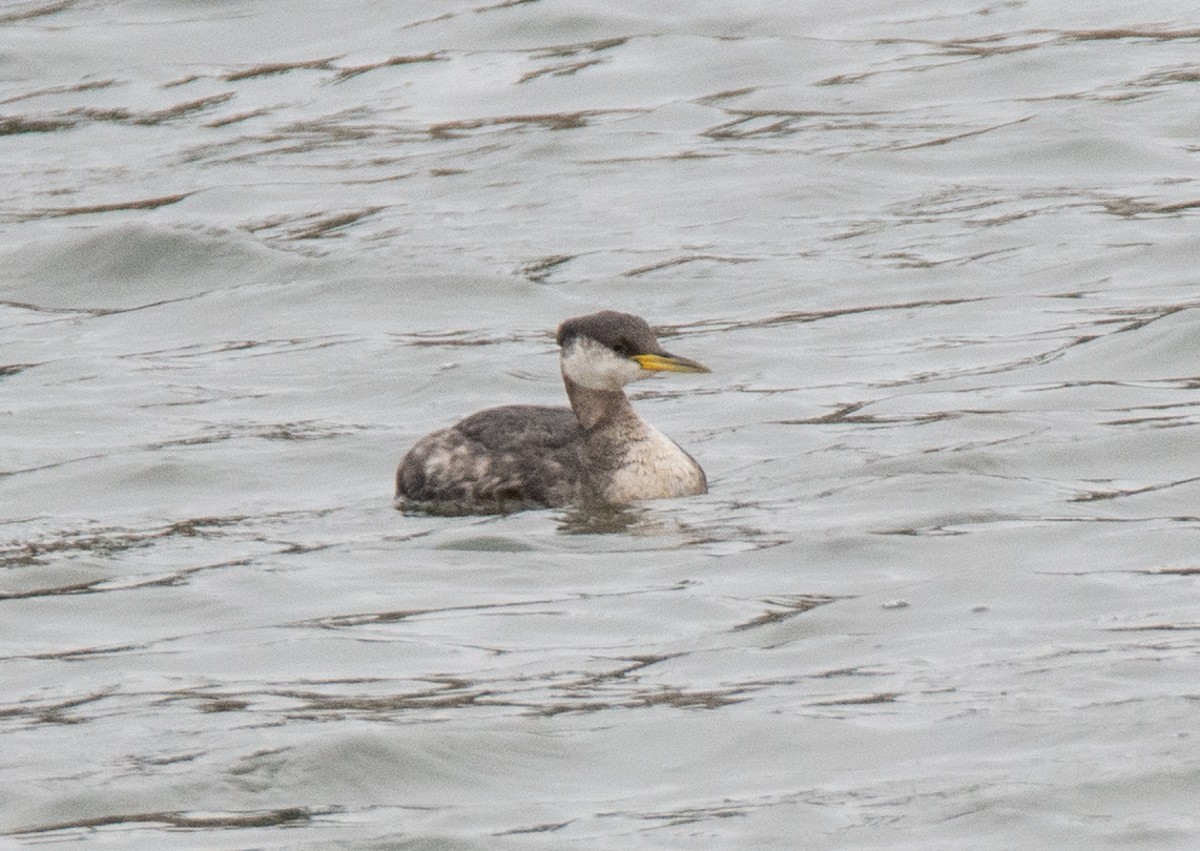 Red-necked Grebe - ML277853961