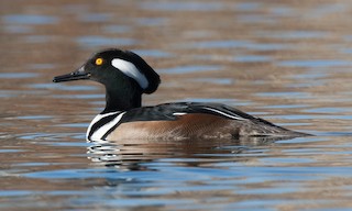  - Hooded Merganser