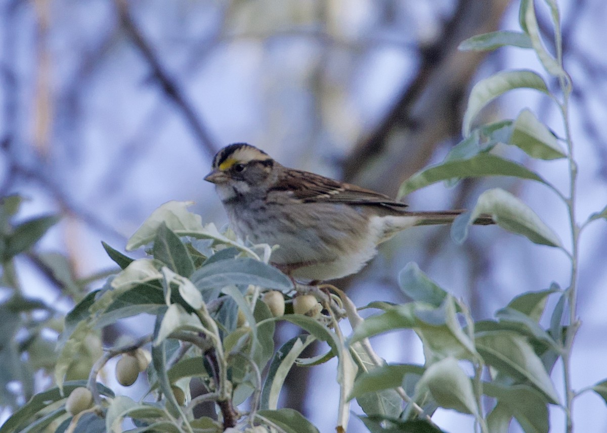 White-throated Sparrow - RJ Baltierra