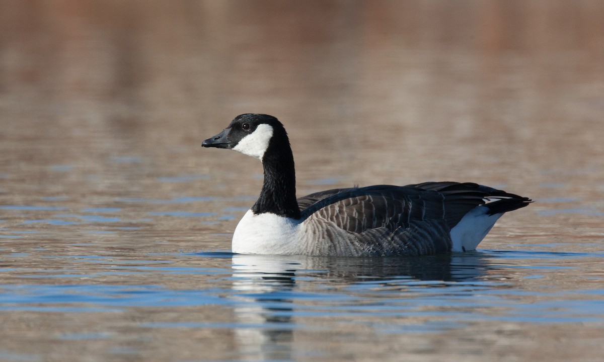 Canada Goose (canadensis Group) - ML27785931