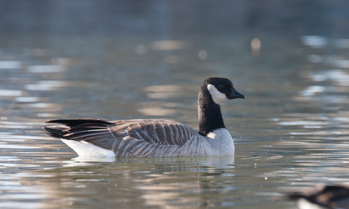 Cackling Goose (Richardson's) - ML27786061
