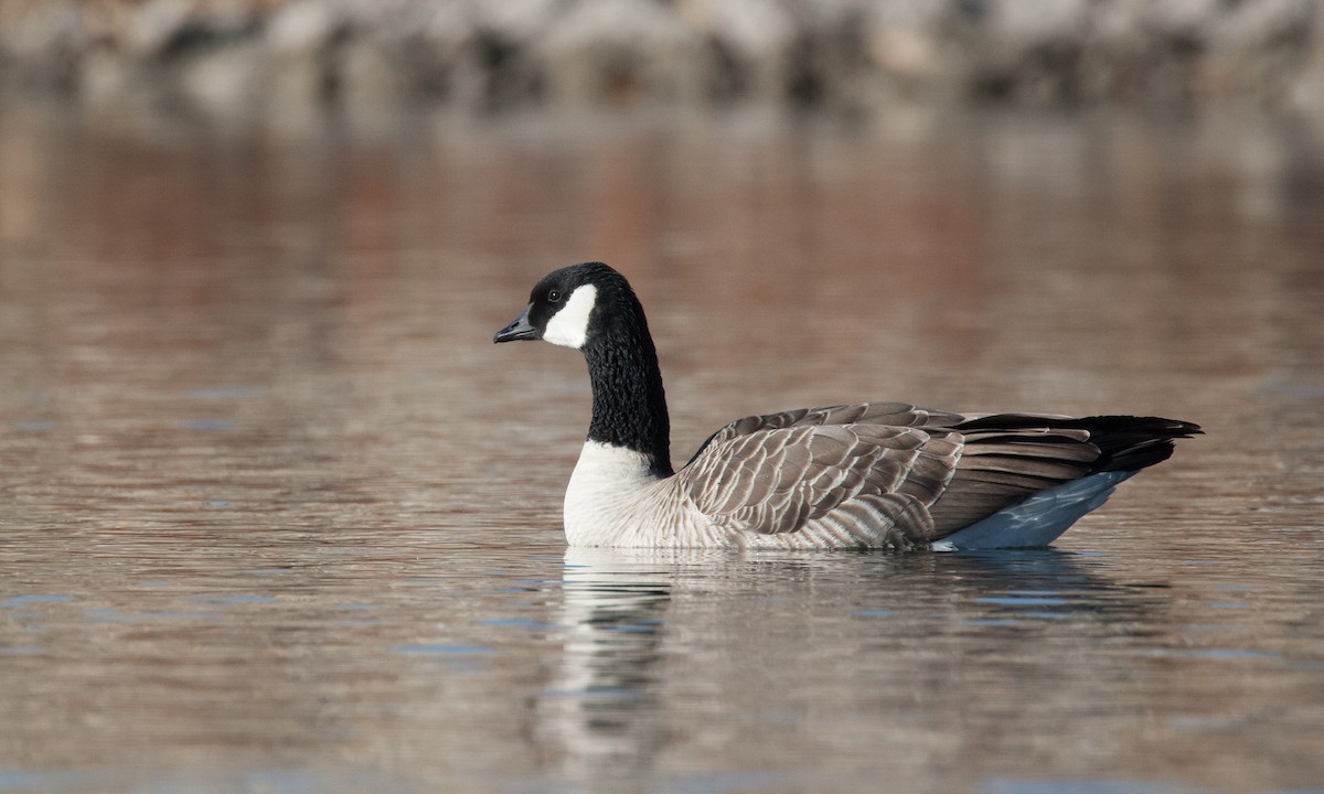 Cackling Goose (Richardson's) - ML27786141