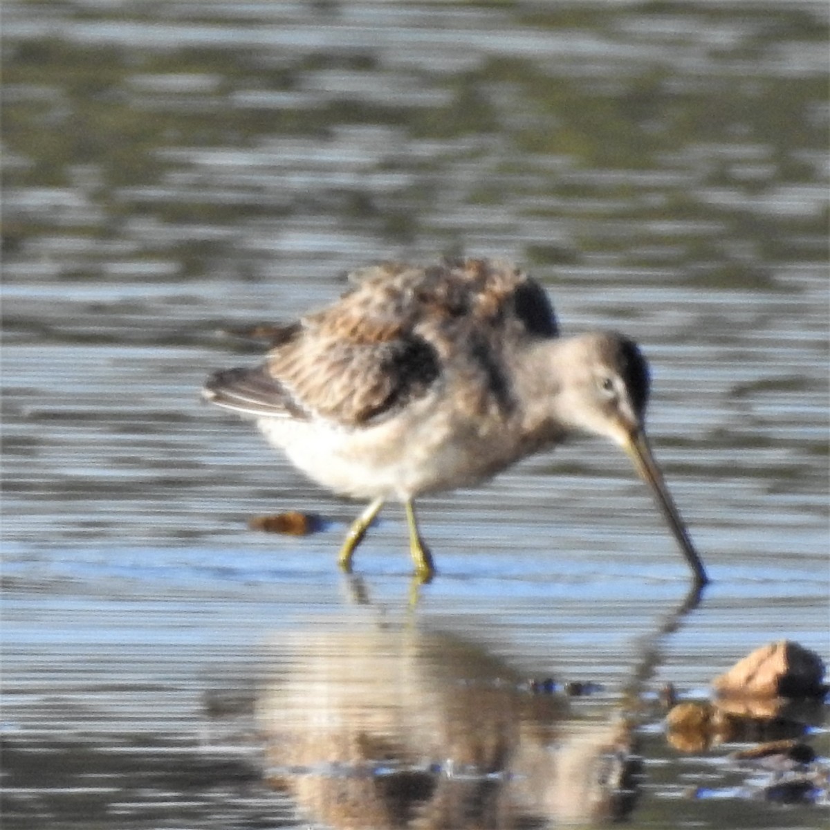 Long-billed Dowitcher - ML277861871