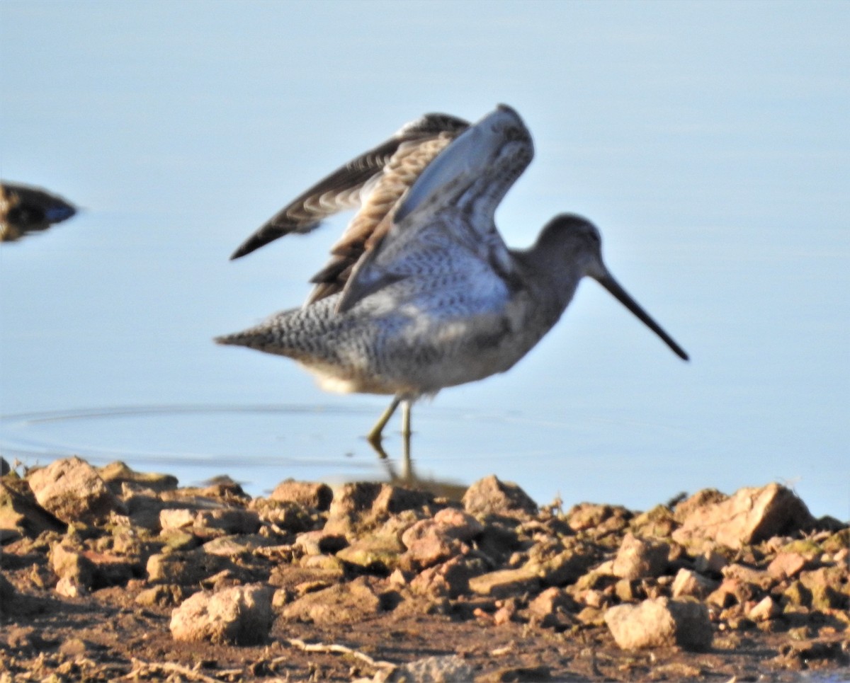 Long-billed Dowitcher - ML277861981
