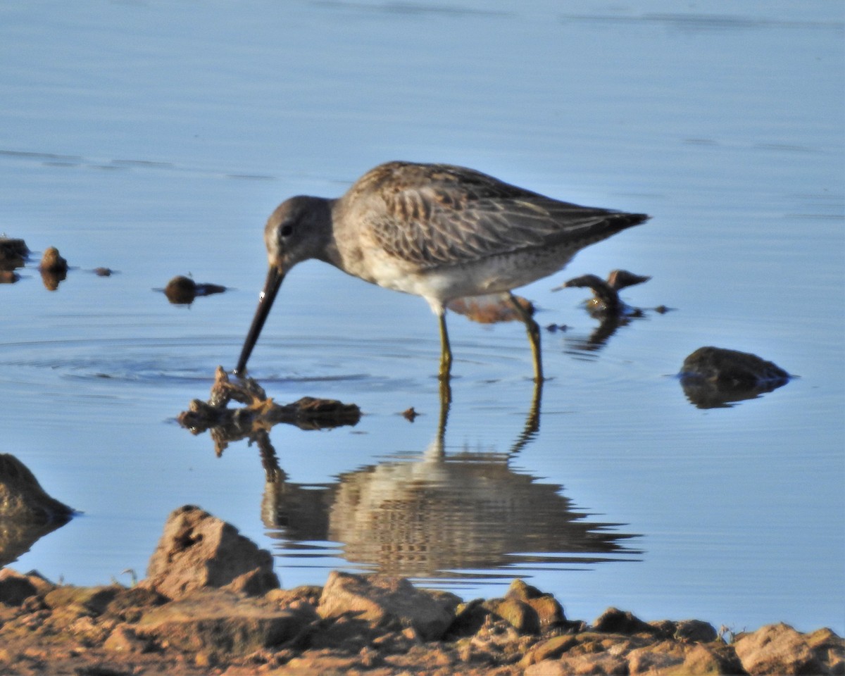 Long-billed Dowitcher - ML277862051
