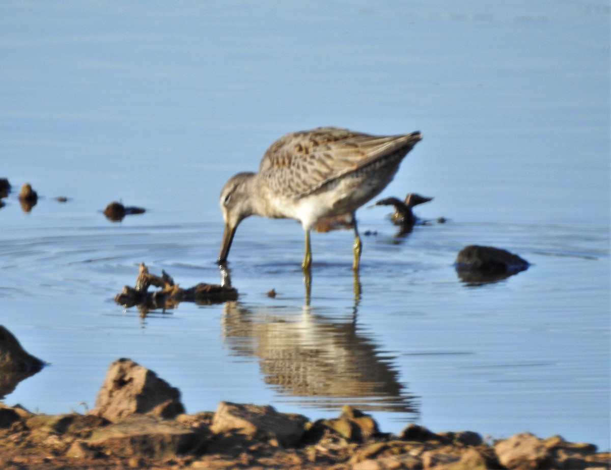 Long-billed Dowitcher - ML277862171