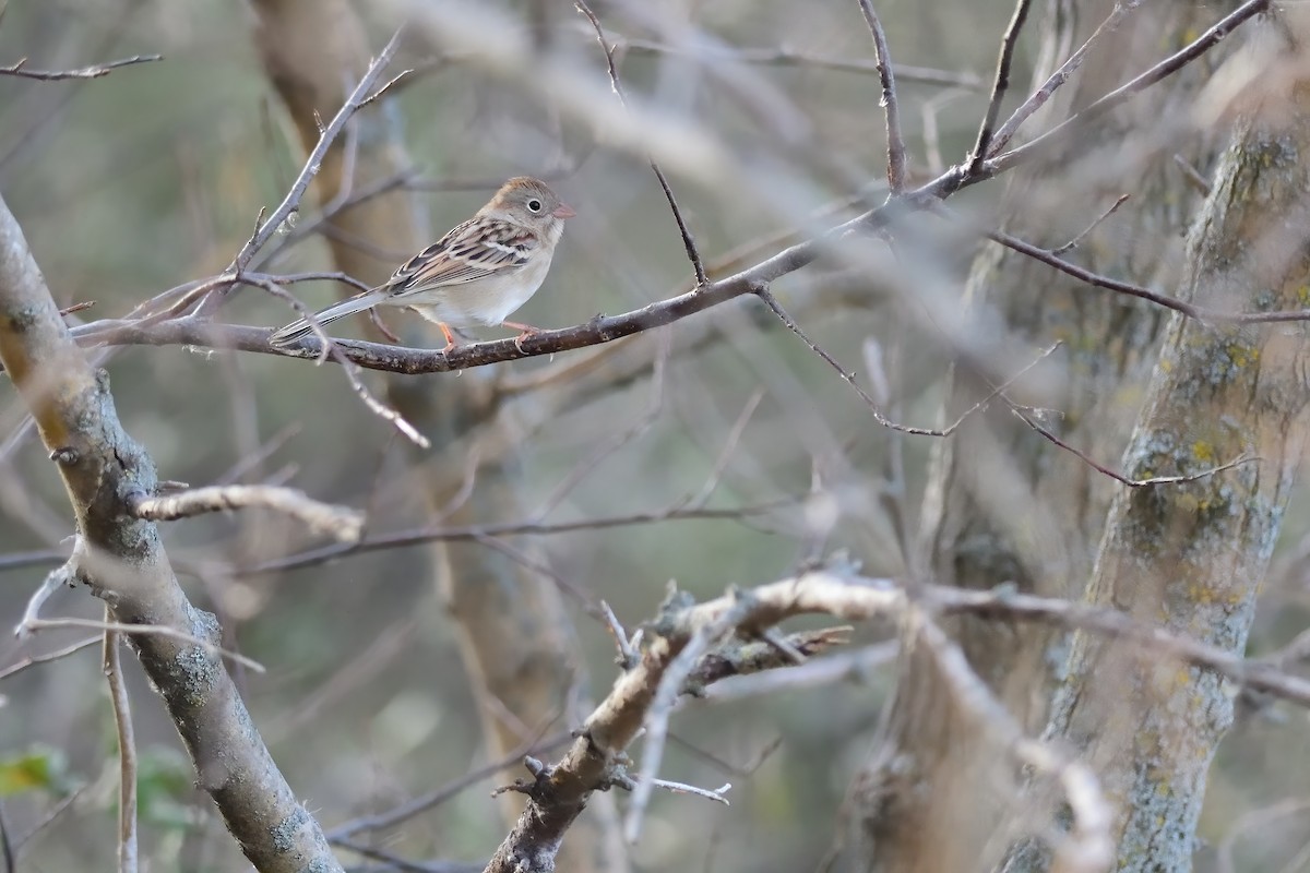 Field Sparrow - ML277863301