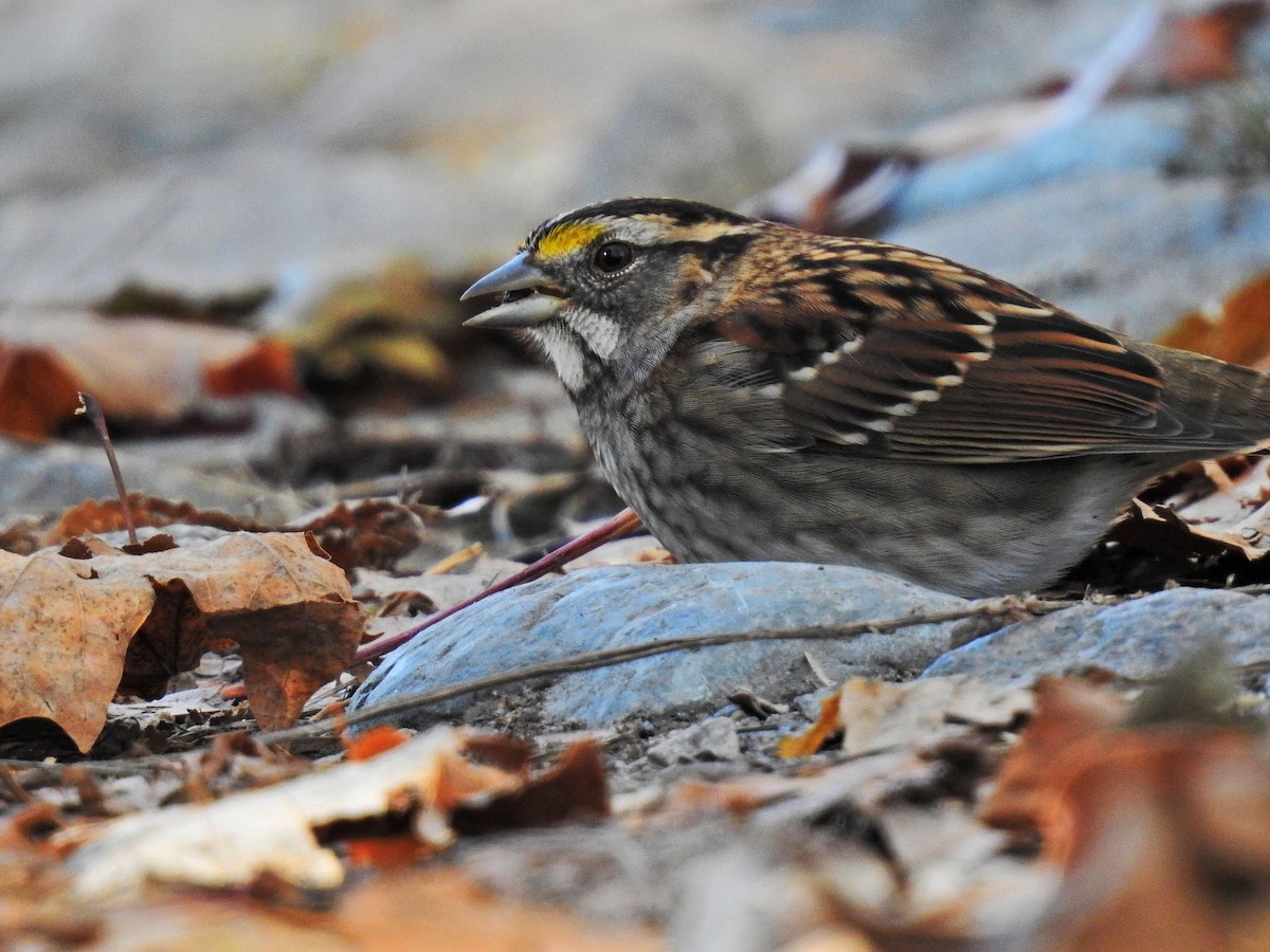 White-throated Sparrow - ML277866141
