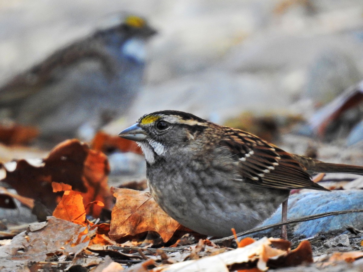 White-throated Sparrow - ML277866151