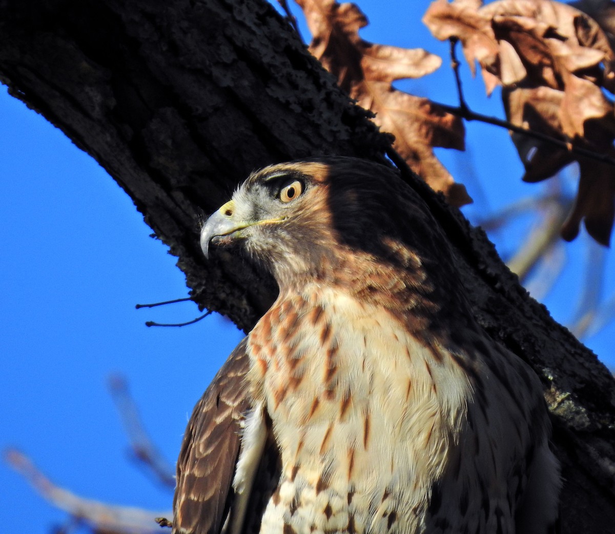 Red-tailed Hawk - Lydia Curtis