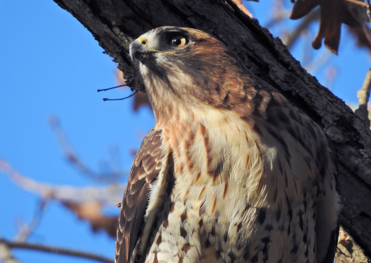 Red-tailed Hawk - ML277866531