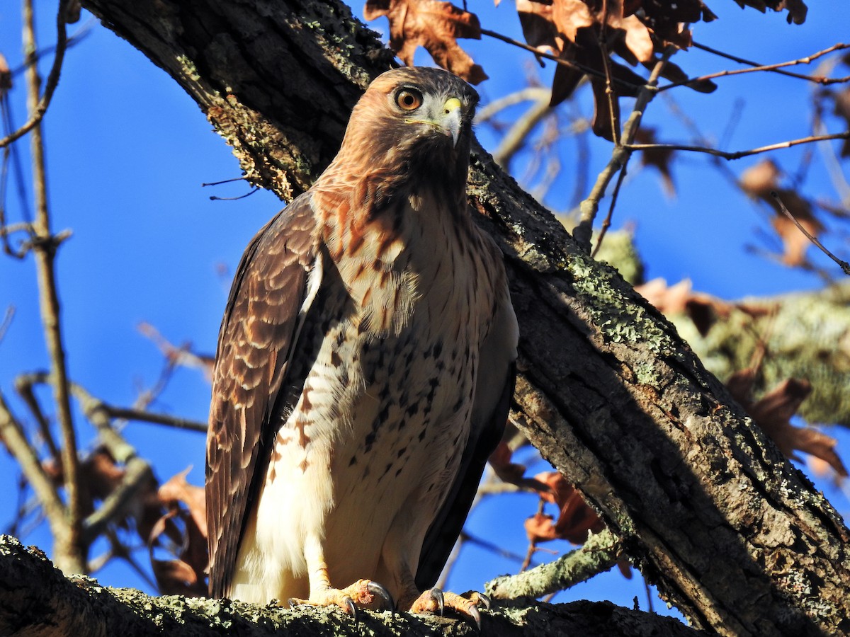 Red-tailed Hawk - ML277866551