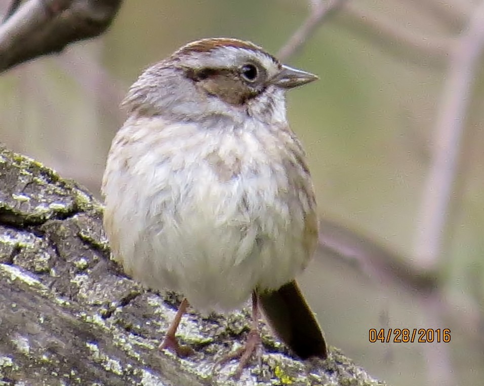 Swamp Sparrow - ML27786991
