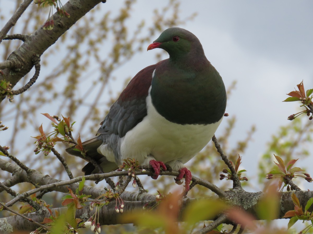 New Zealand Pigeon - ML277876911