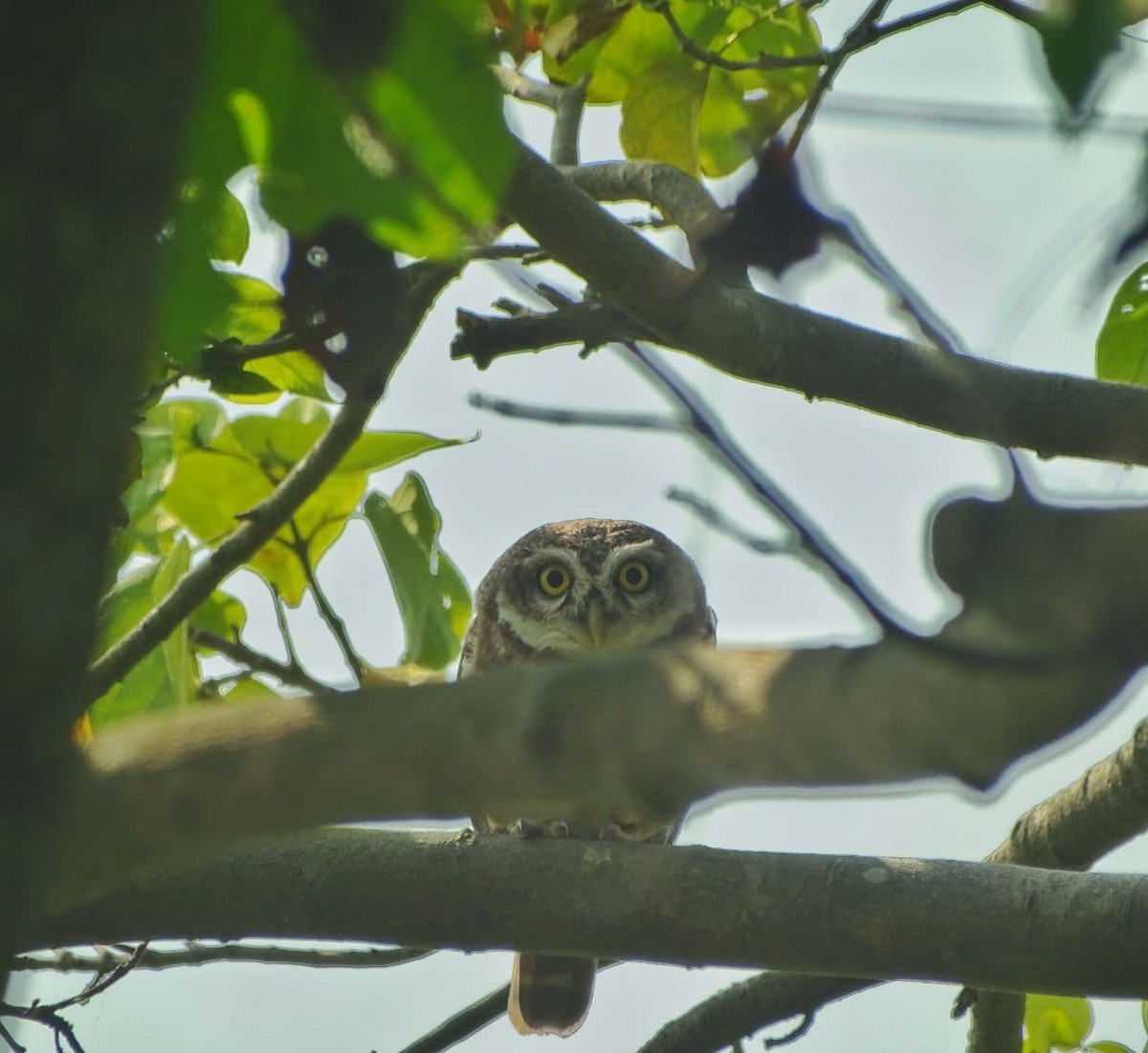 Spotted Owlet - ML277879001