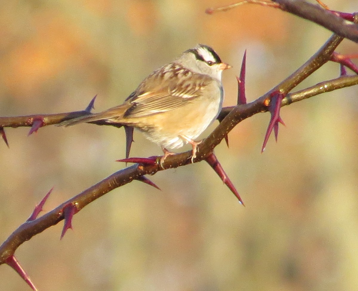 White-crowned Sparrow - ML277881161