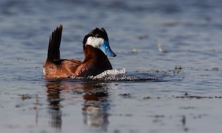  - Ruddy Duck