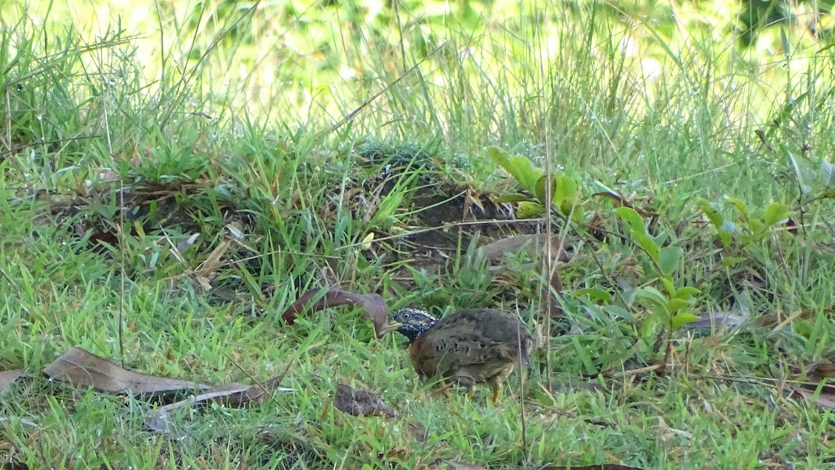 Spotted Buttonquail - Kim Cancino