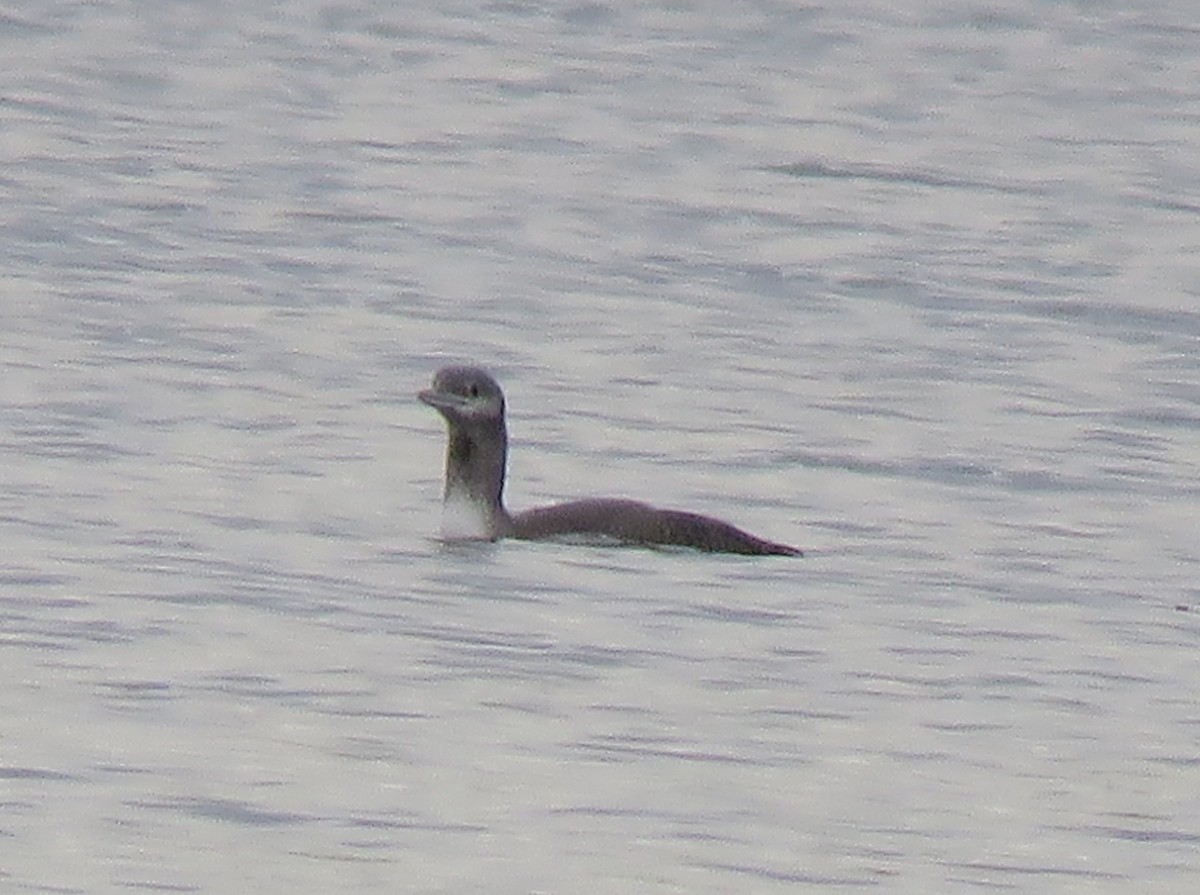 Red-throated Loon - ML277893601