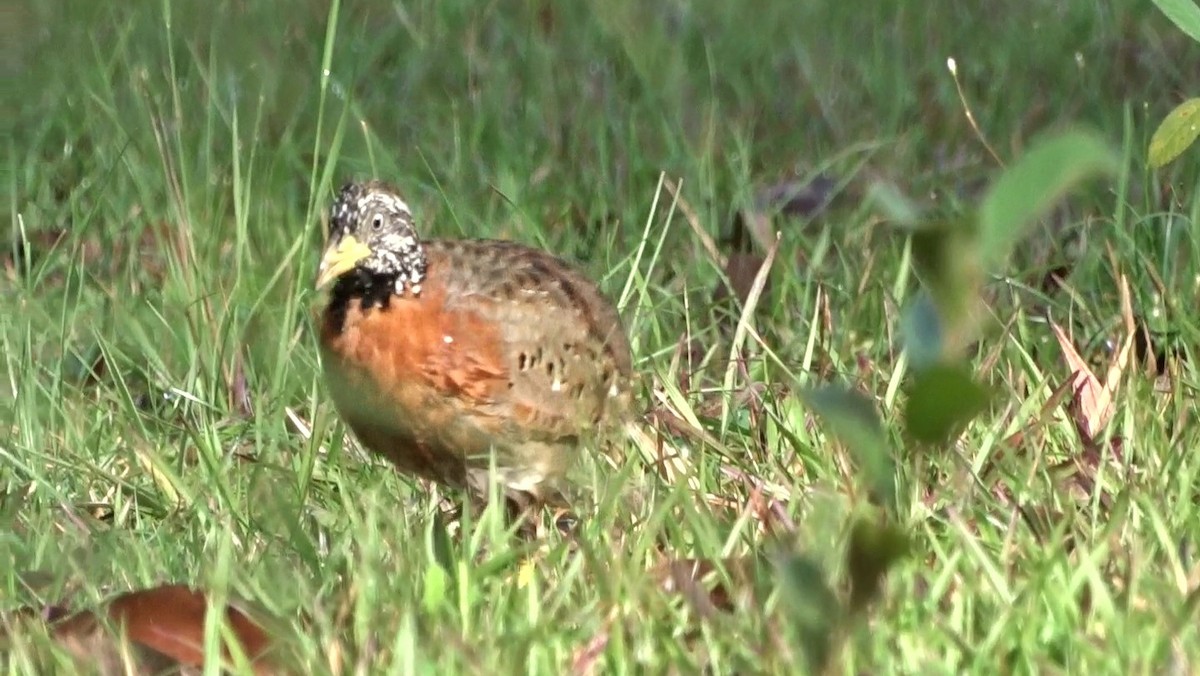 Spotted Buttonquail - ML277898191