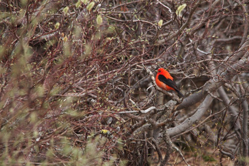 Scarlet Tanager - ML27789841