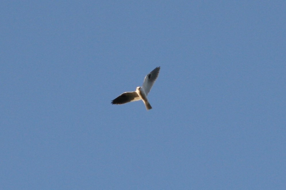 White-tailed Kite - ML277901791