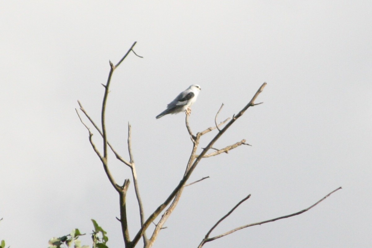 White-tailed Kite - ML277901801