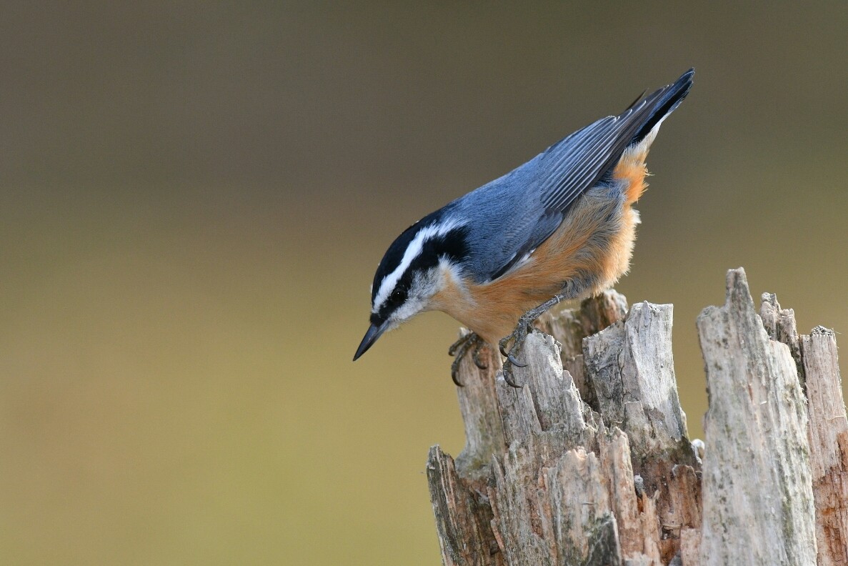 Red-breasted Nuthatch - ML277902211