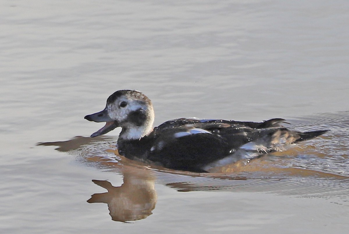 Long-tailed Duck - ML277907281