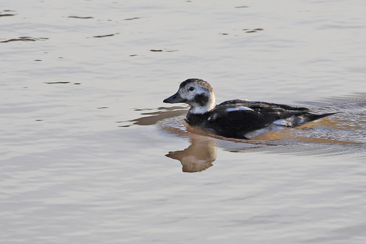 Long-tailed Duck - ML277907391