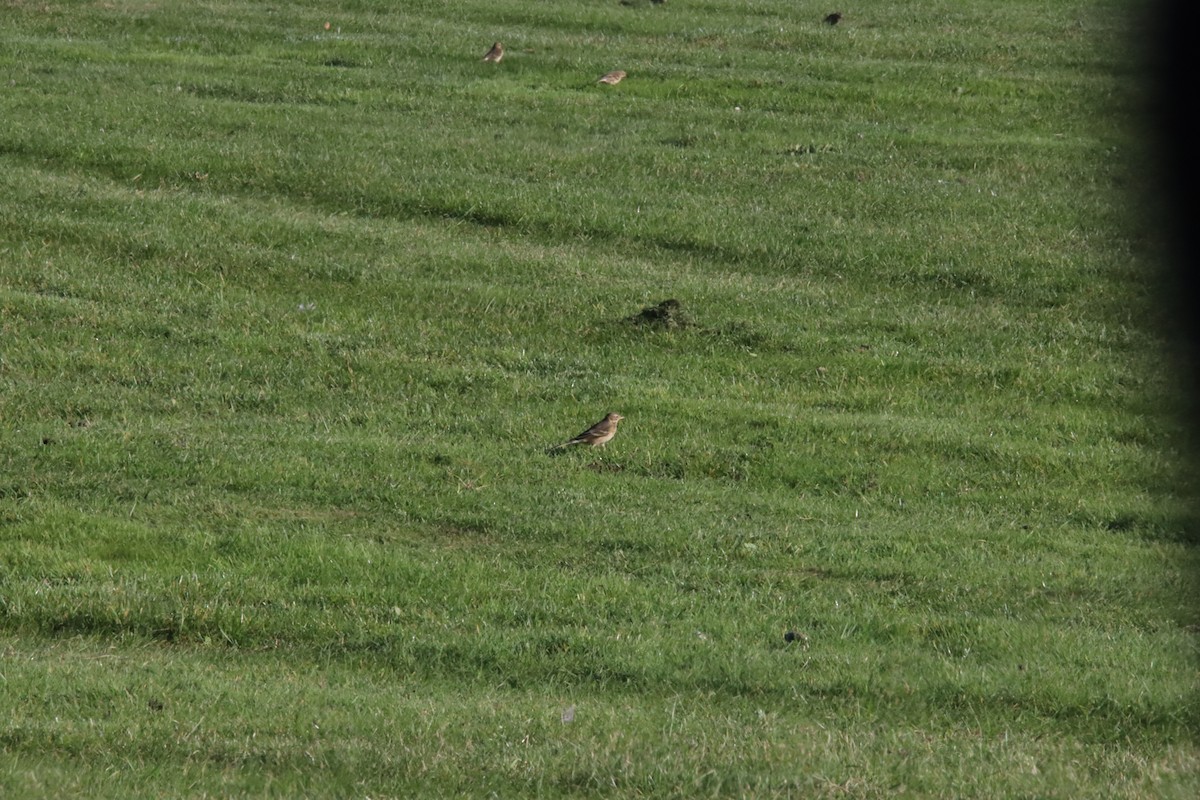 American Pipit - T Remy