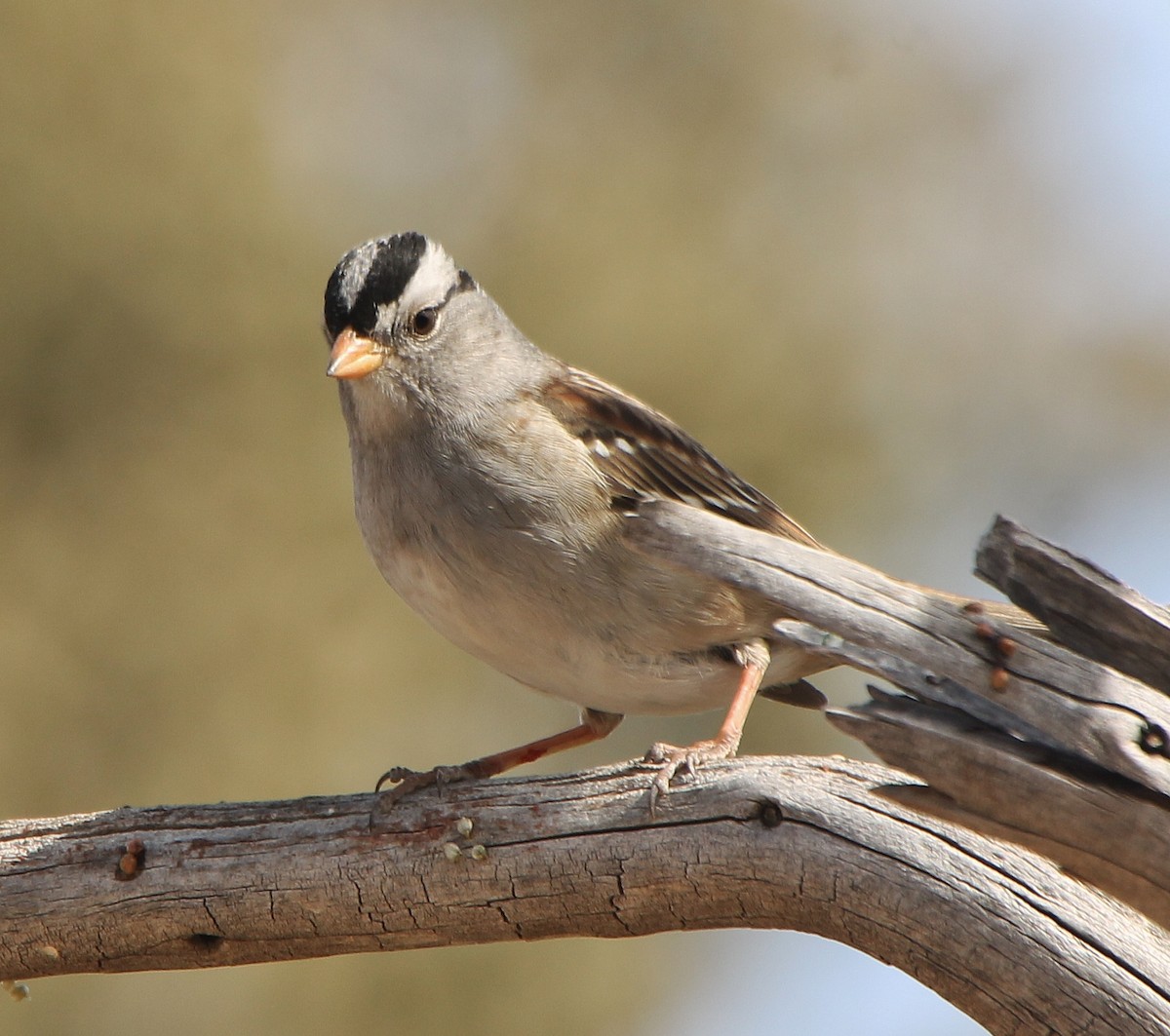White-crowned Sparrow - ML277911571