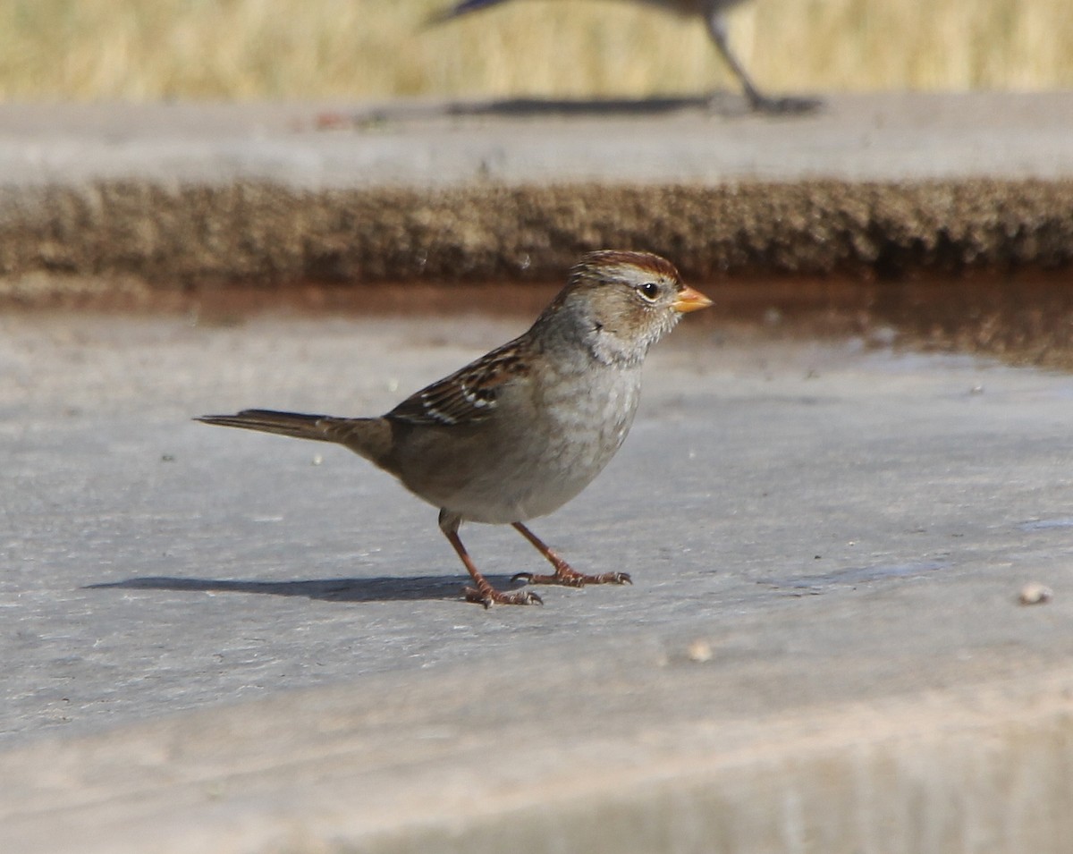 White-crowned Sparrow - ML277911581