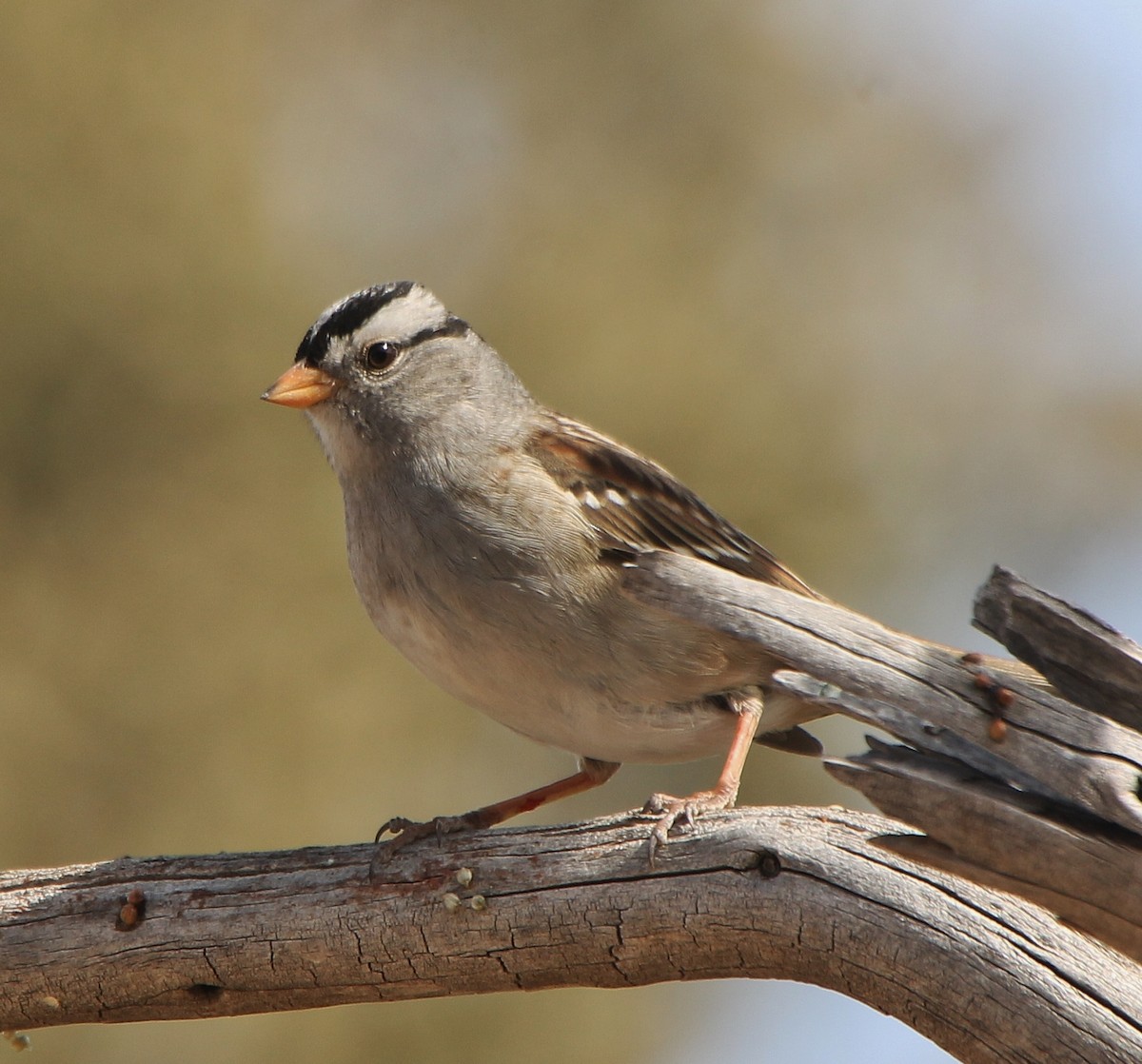 White-crowned Sparrow - ML277911591