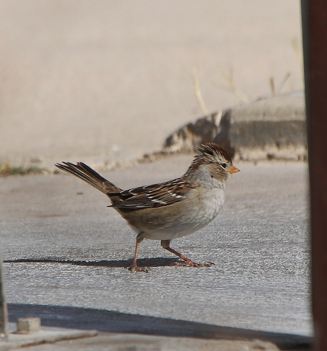 White-crowned Sparrow - Tripp Davenport