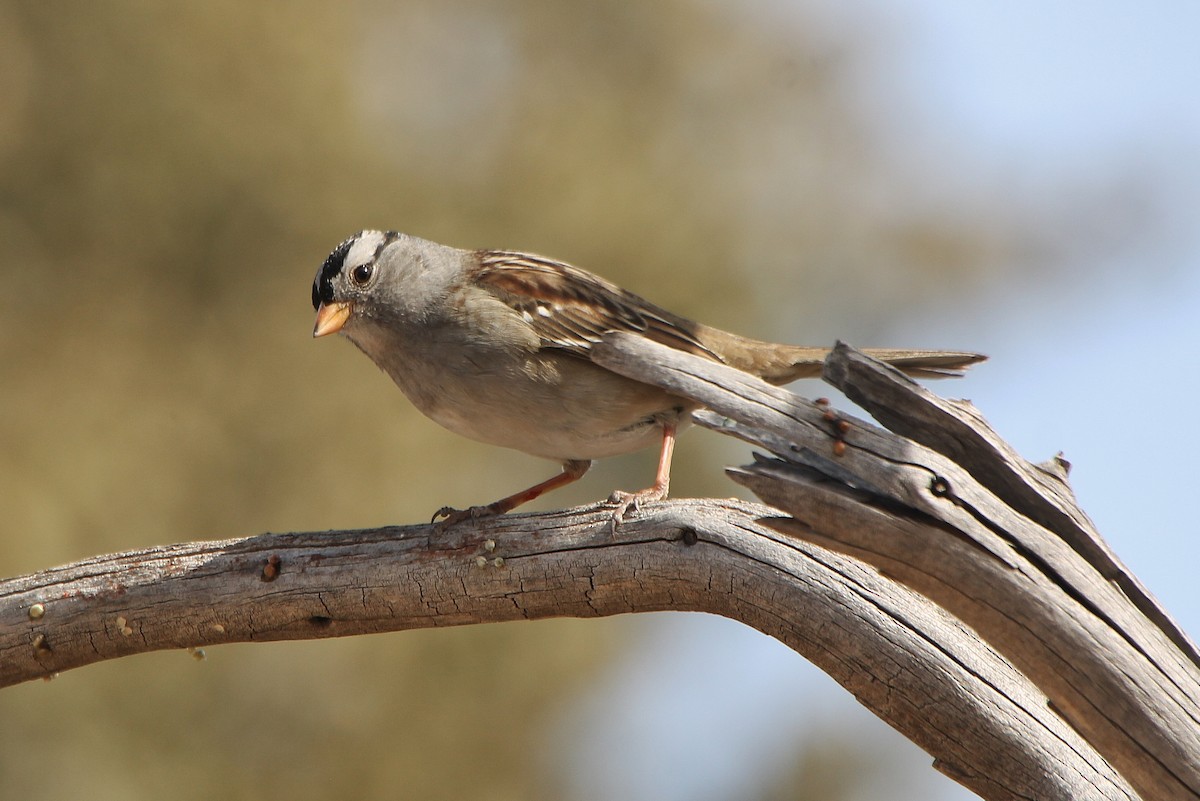 White-crowned Sparrow - ML277911681