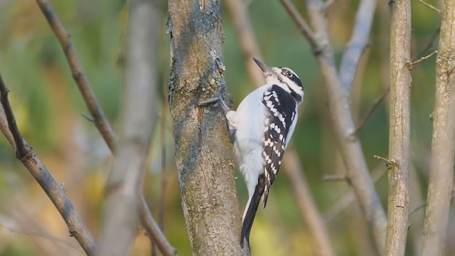 Hairy Woodpecker (Eastern) - ML277913831