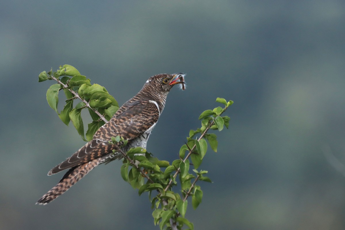 Common Cuckoo - Novelkumar M S