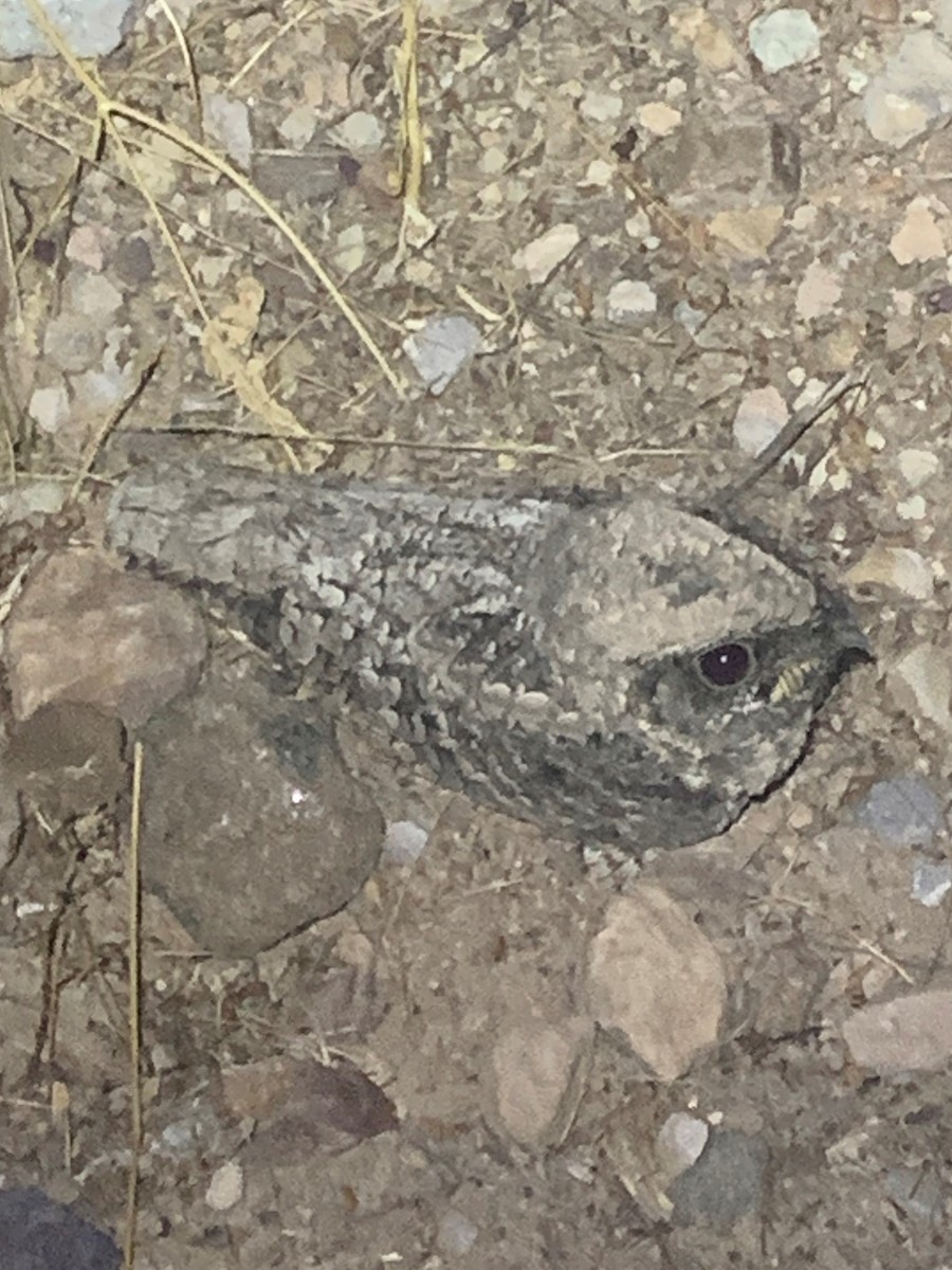 Common Poorwill - Don Witter