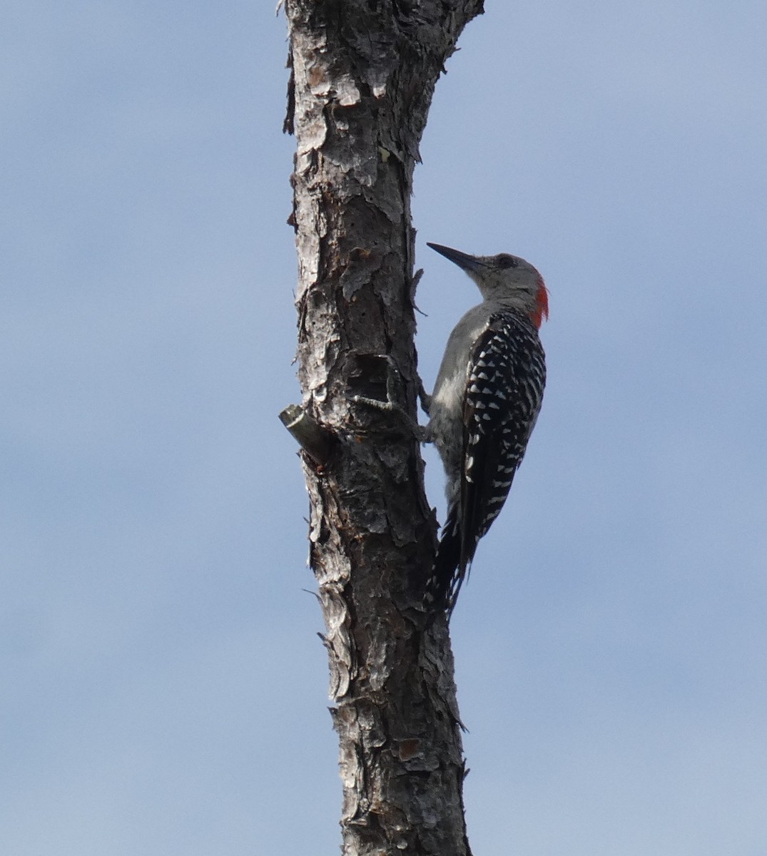 Red-bellied Woodpecker - Valeri Ponzo